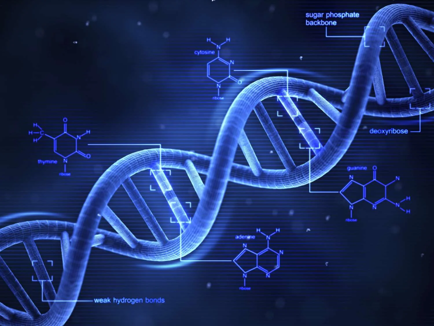 DNA-Daten in personalisierte Gesundheitseinblicke übersetzen
