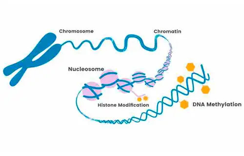 Gènes de méthylation de l'ADN