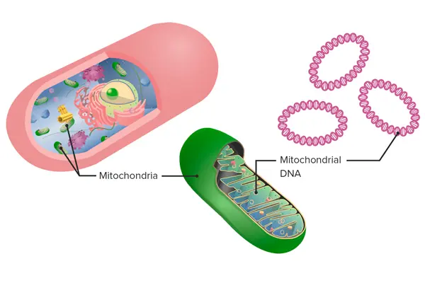 ДНК мітохондрій