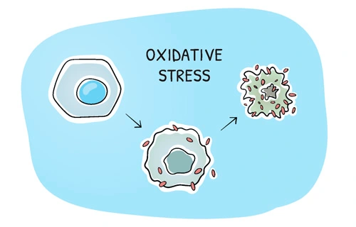 oxidación del ADN