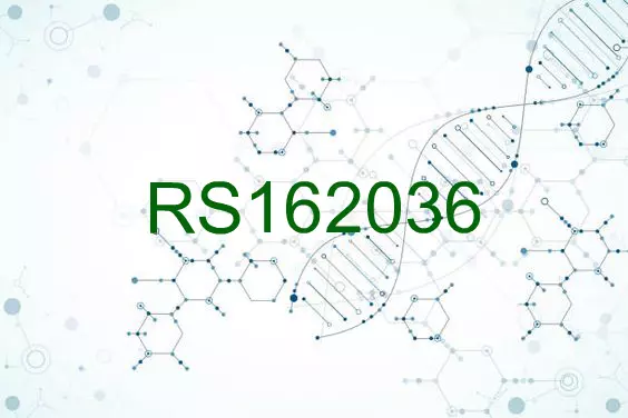 RS162036