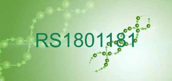 RS1801181